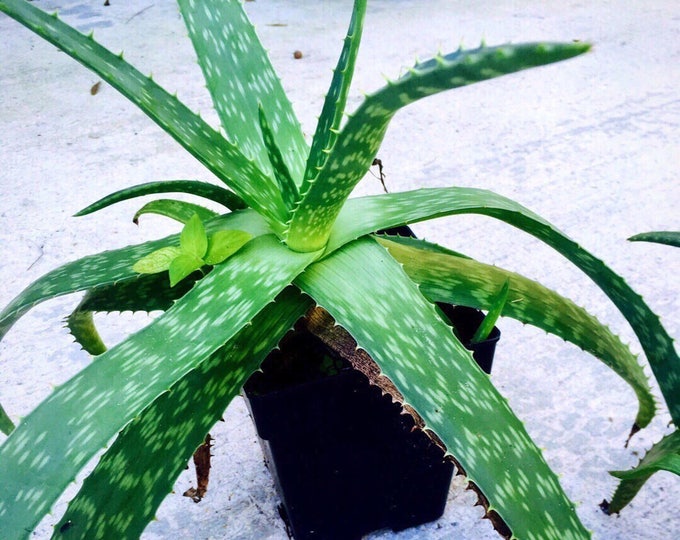 Extra Large Aloe Vera Plant 1418 succulent House Plant Etsy