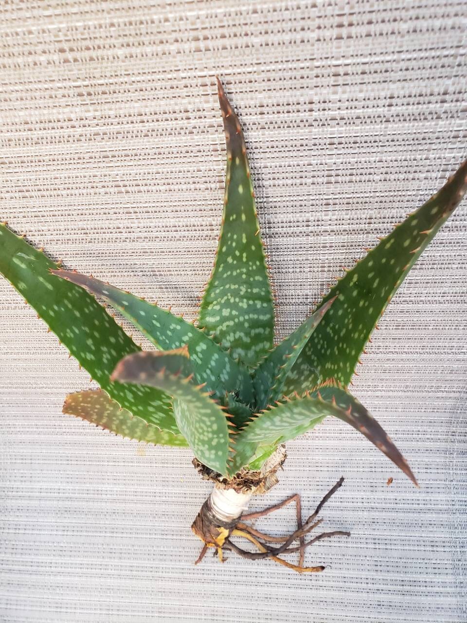 Zebra Leaf Aloe Vera Plant / Live Organic Succulent / House Etsy