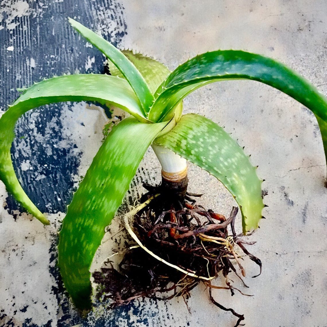 Live Aloe Vera Plant / Organic Zebra Leaf Rooted Aloe Plant / Etsy