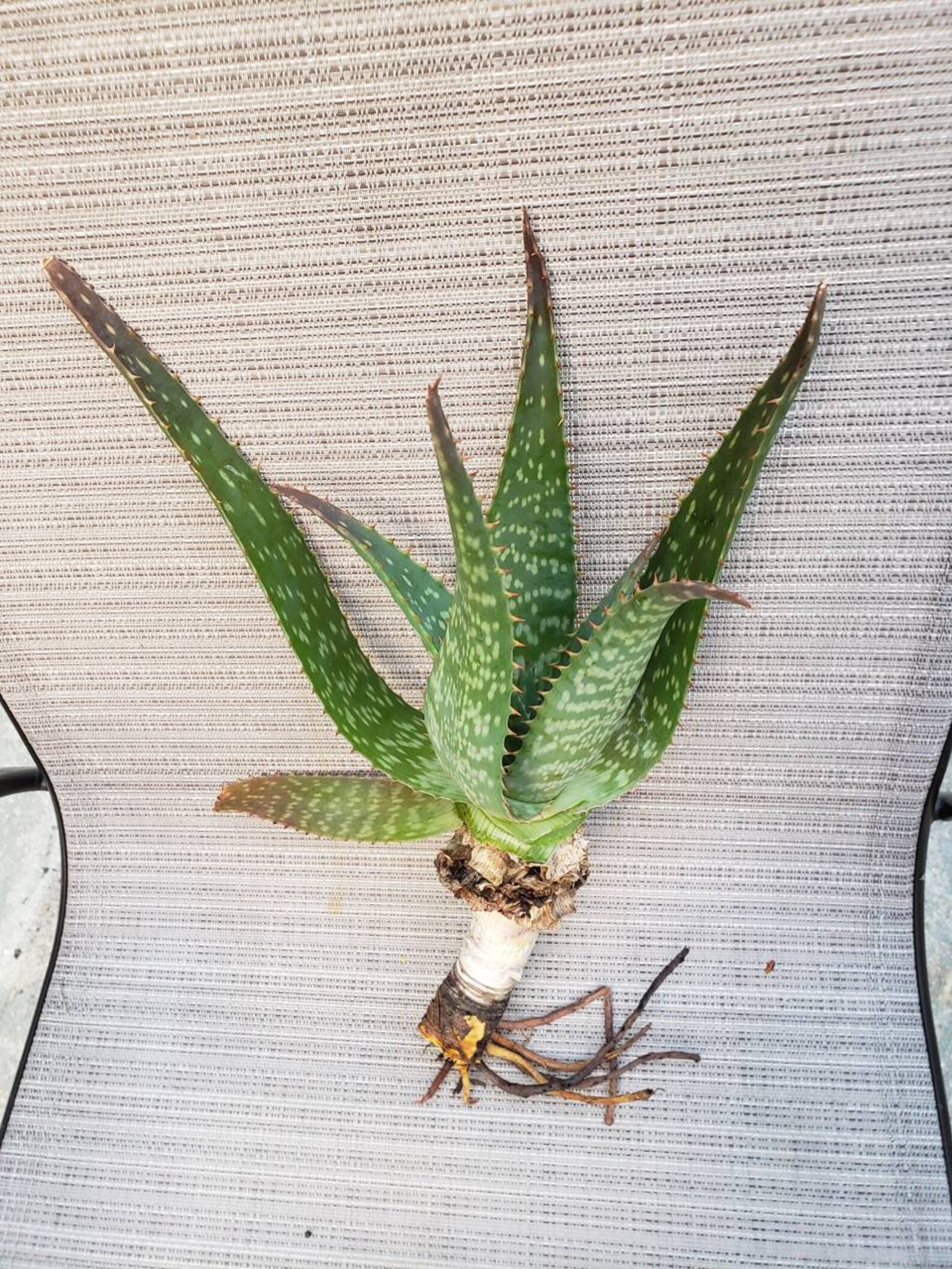 Zebra Leaf Aloe Vera Plant / Live Organic Succulent / House Etsy