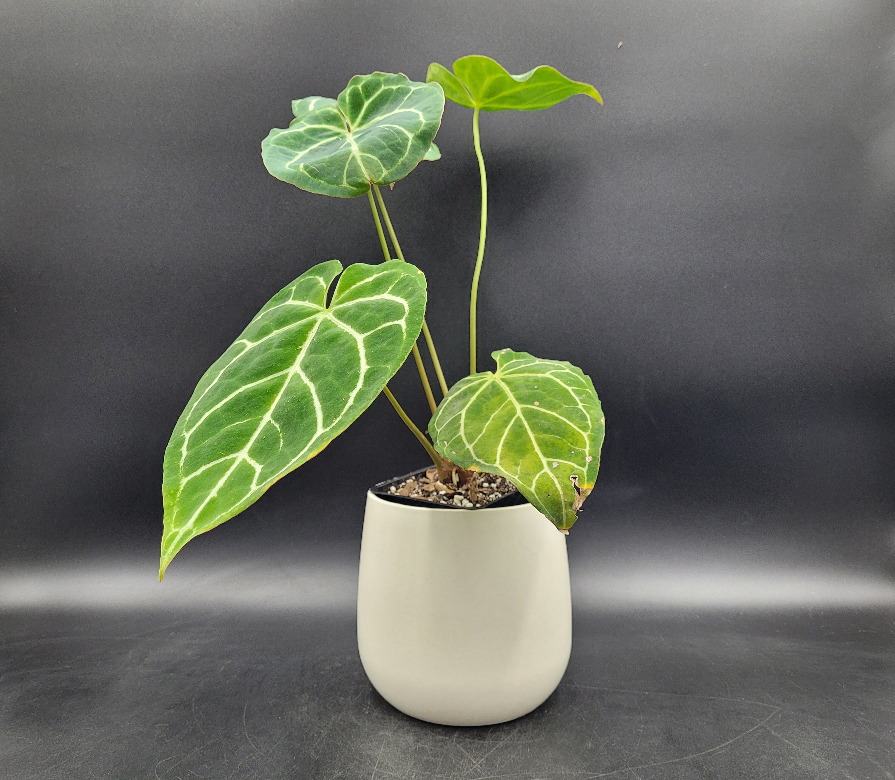 White Rounded Ceramic Planter - Vintage Pottery Made in Holland Boho Eclectic Plant Decor