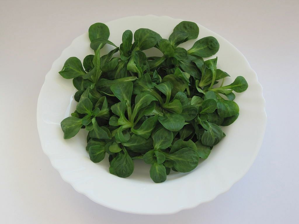 Dutch Corn Salad Seeds Lambs Lettuce Valerianella Locusta Herb Non-Gmo