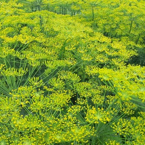 a field full of green plants and yellow flowers