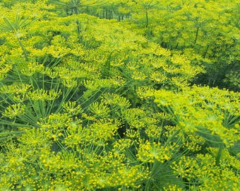 May include: A field of green dill plants with yellow flowers in bloom. The dill is growing in a garden or field.