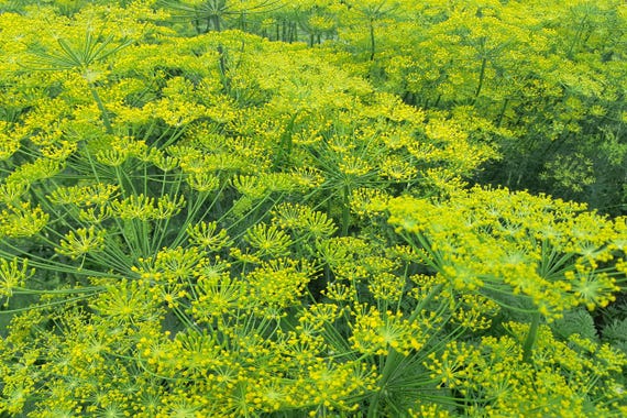 Heirloom Long Island Mammoth Dill Seeds, Rare Herb Seeds, Culinary Herb Plant, Herb Garden Supplies, Gardening Gift Idea