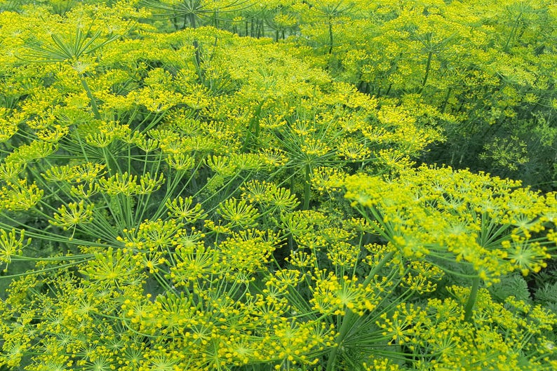 a field full of green plants and yellow flowers