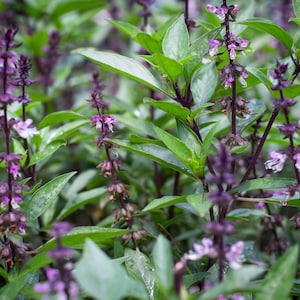Thai Basil Seeds Non-GMO Herb, Ocimum Basilicum Seeds, Tracked Shipping