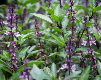 Thai Basil Seeds Non-GMO Herb, Ocimum Basilicum Seeds, Tracked Shipping