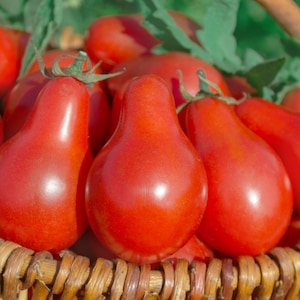 Red Pear Tomato Seeds Heirloom Non-GMO, Flavorful Variety, Tracking Included