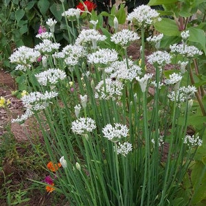 May include: A close-up of a cluster of white flowering chives in a garden setting. The chives are tall and slender with delicate white flowers.
