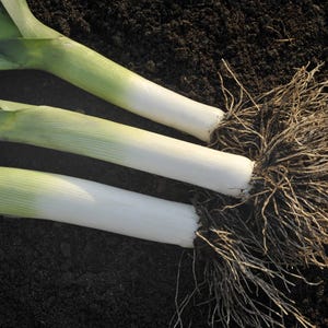 May include: Three leeks with white bulbs and green leaves are lying on dark brown soil. The leeks have long roots that are visible in the soil.