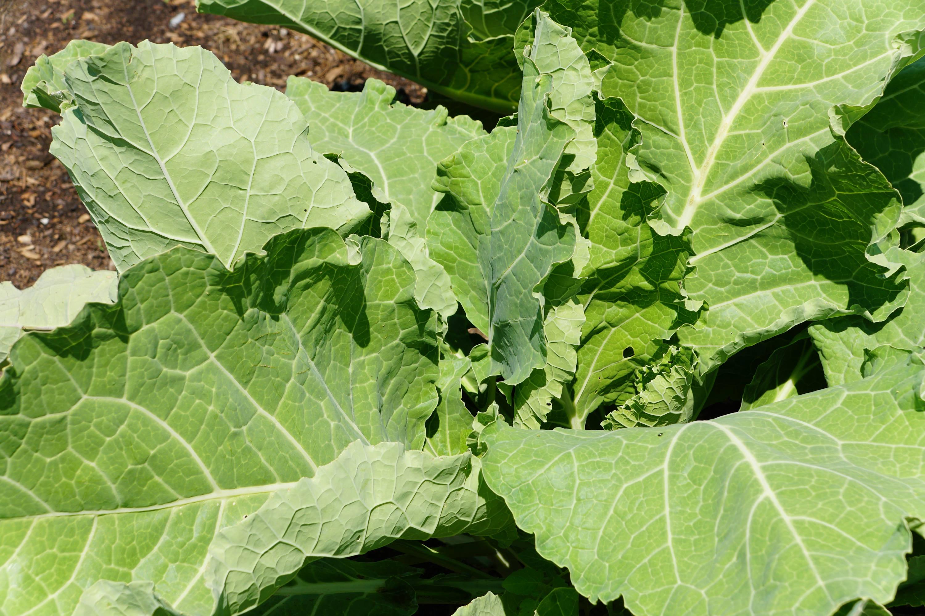 thumbnail image 2 of 2,000 Seeds - Portuguese Kale (Couve Tronchuda) - Heirloom, Non-GMO, Free Shipping 2 of 4