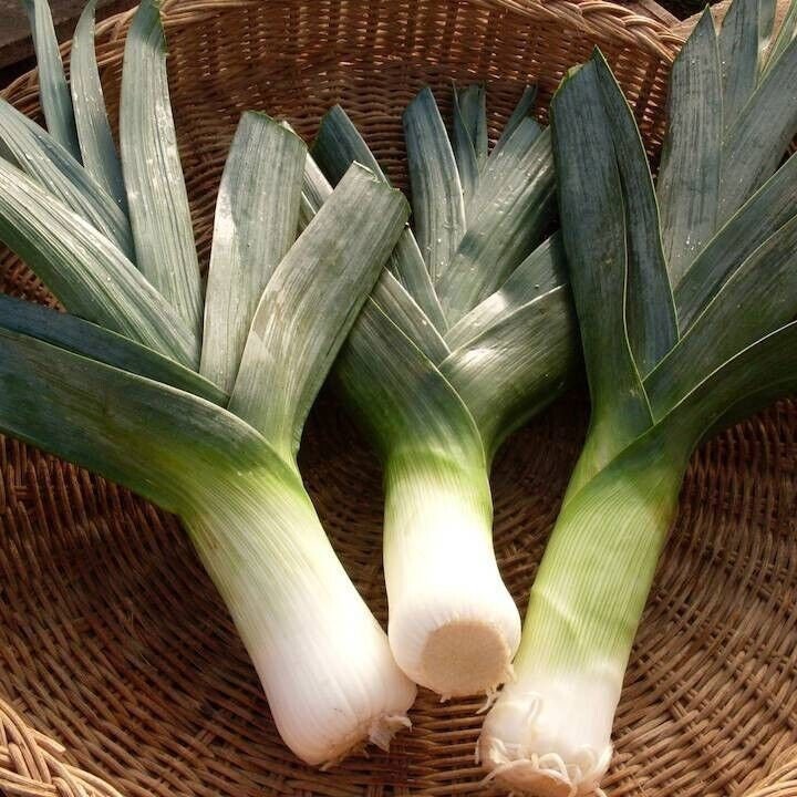 Giant Musselburgh Leek Seeds, Non-GMO Heirloom, Tracking Included, Heirloom