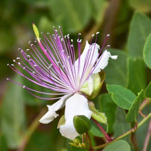 a close up of a purple and white flower