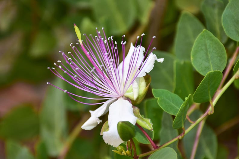 a close up of a purple and white flower