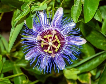 Organic Maypop Purple Passion Seeds, Cold Hardy Fruit Plant, Passiflora Incarnata, Edible Fruit Seeds, Tracking Included