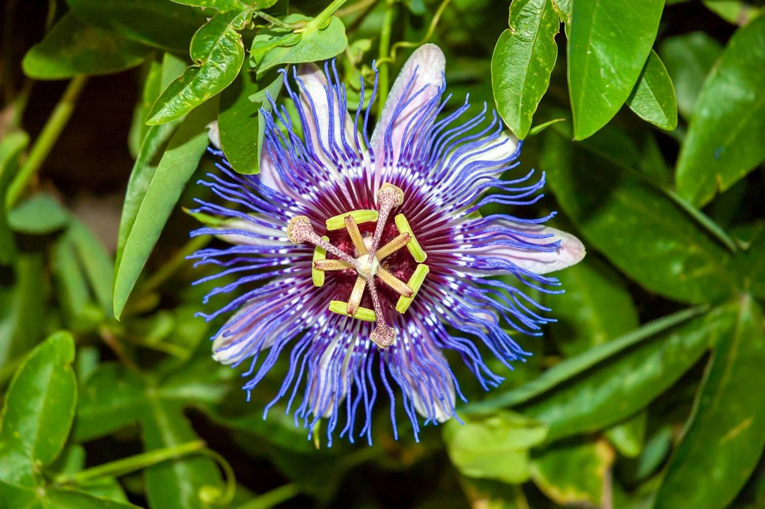 Organic Maypop Purple Passion Seeds, Cold Hardy Fruit Plant, Passiflora Incarnata, Edible Fruit Seeds, Tracking Included
