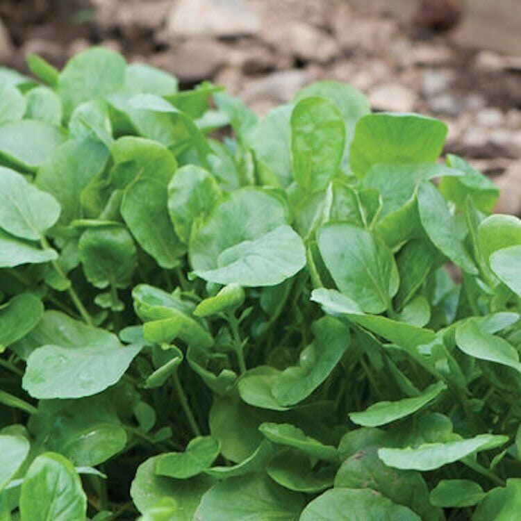 Upland Cress Seeds Non-GMO Heirloom, Creasy Greens, Tracking Included
