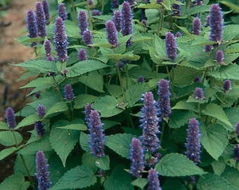 Puede incluir: Primer plano de una planta con hojas verdes vibrantes y espigas florales moradas. Las flores están densamente agrupadas, creando una apariencia texturizada. La planta está en plena floración, mostrando su belleza natural.