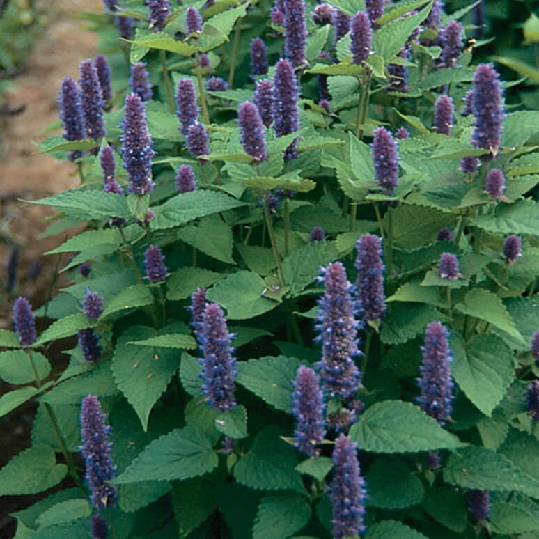 Anise Hyssop Seeds Non-GMO, Herb Seeds, With Tracking, Garden Seeds
