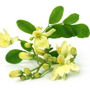 Moringa Seeds, Non-GMO Seeds, Edible Perennial Tree, Deciduous Softwood Tree, Plant Seeds With Tracking