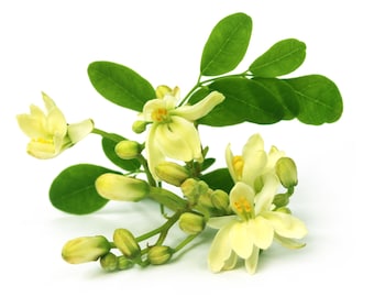 Moringa Seeds, Non-GMO Seeds, Edible Perennial Tree, Deciduous Softwood Tree, Plant Seeds With Tracking
