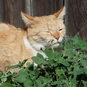 May include: A ginger cat with closed eyes is sniffing a patch of green leafy plants. The cat is lying on the ground near a wooden fence.