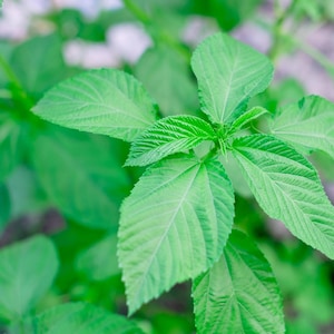 Egyptian Spinach Seeds Saluyot, Green Jute Variety, Molokhia Seeds, Gardening Seeds, Healthy Herb, Kitchen Herb, Shipping With Tracking