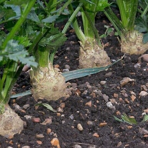 May include: Close-up of four celery root plants growing in rich brown soil. The celery roots are large and bulbous, with green stalks extending upwards.