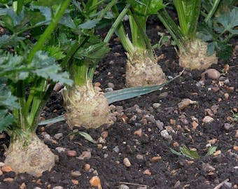 750 Celeriac Seeds - Giant Prague Non-GMO USA Seller