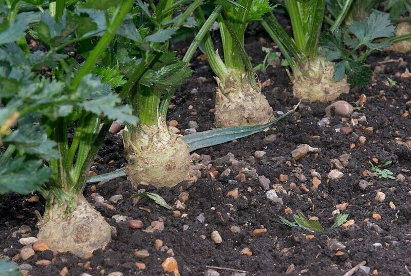 Giant Prague Non-GMO Celeriac Seeds, Shipped with Tracking, Urban Gardening