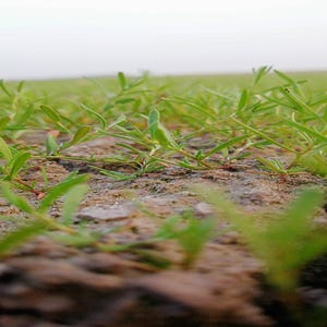 a close up of some grass in a field