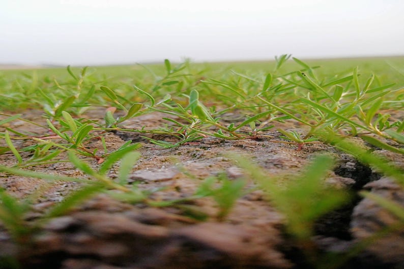 a close up of some grass in a field