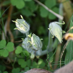 a close up of a plant with leaves in the background