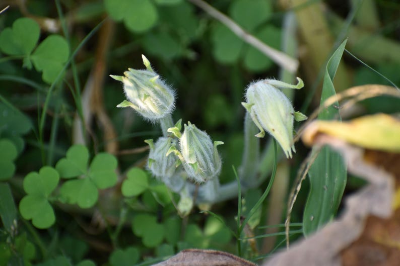 a close up of a plant with leaves in the background
