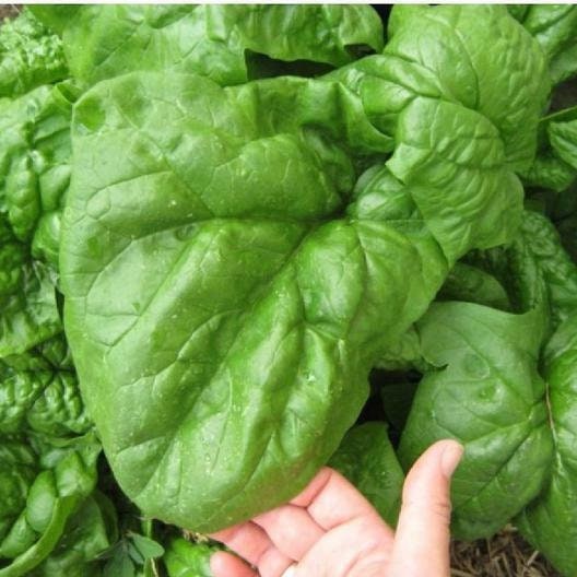 550 Giant Noble Spinach Seeds Non – Gmo Long Standing Spinach Variety