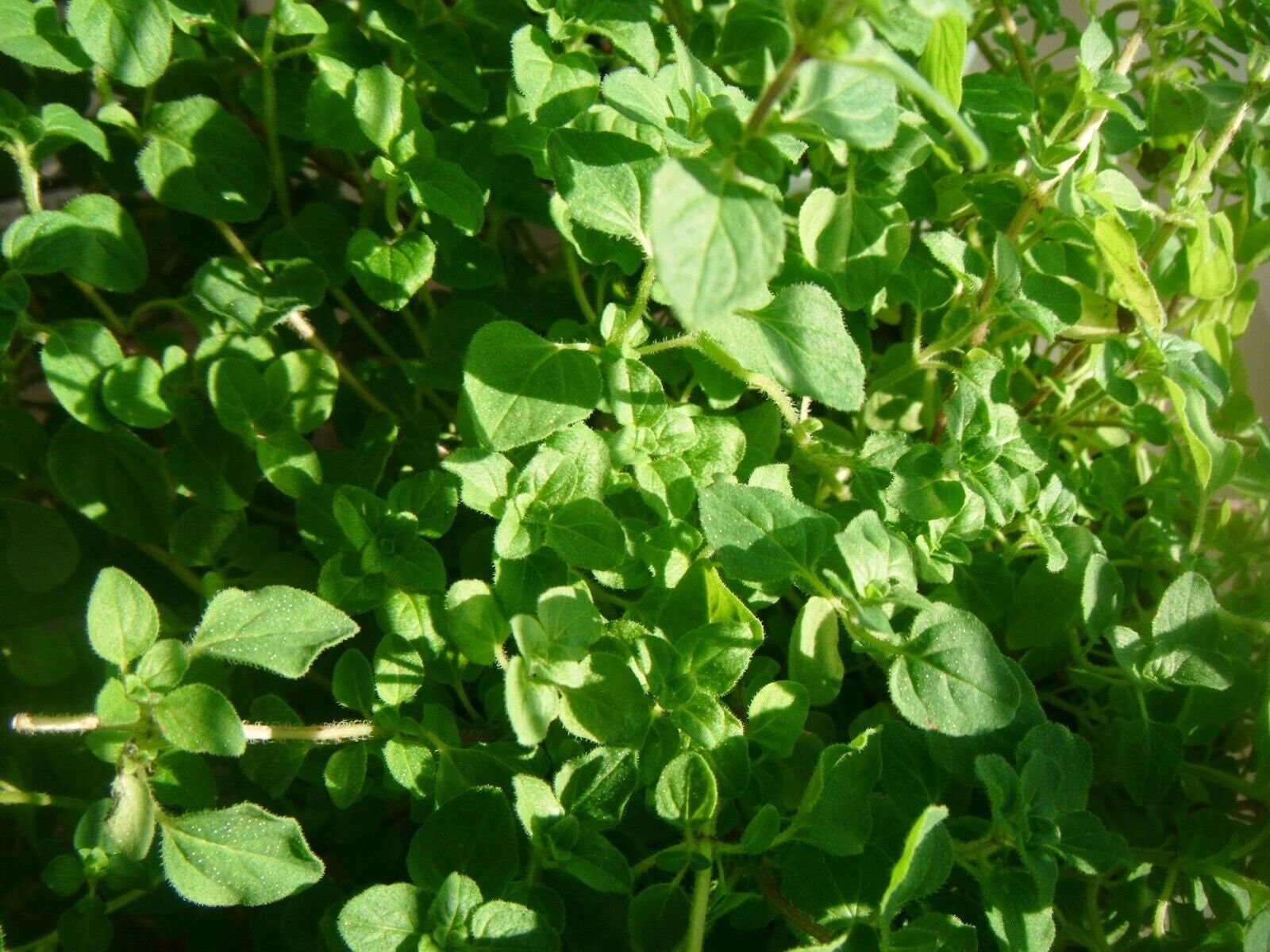 Thyme Common Herb Seeds, Thymus vulgaris Seeds, Tracking Included