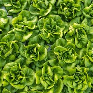 a close up of a bunch of green lettuce