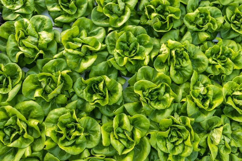 a close up of a bunch of green lettuce