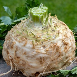 May include: A large, white celery root with a green top, sitting on a bed of green celery leaves.