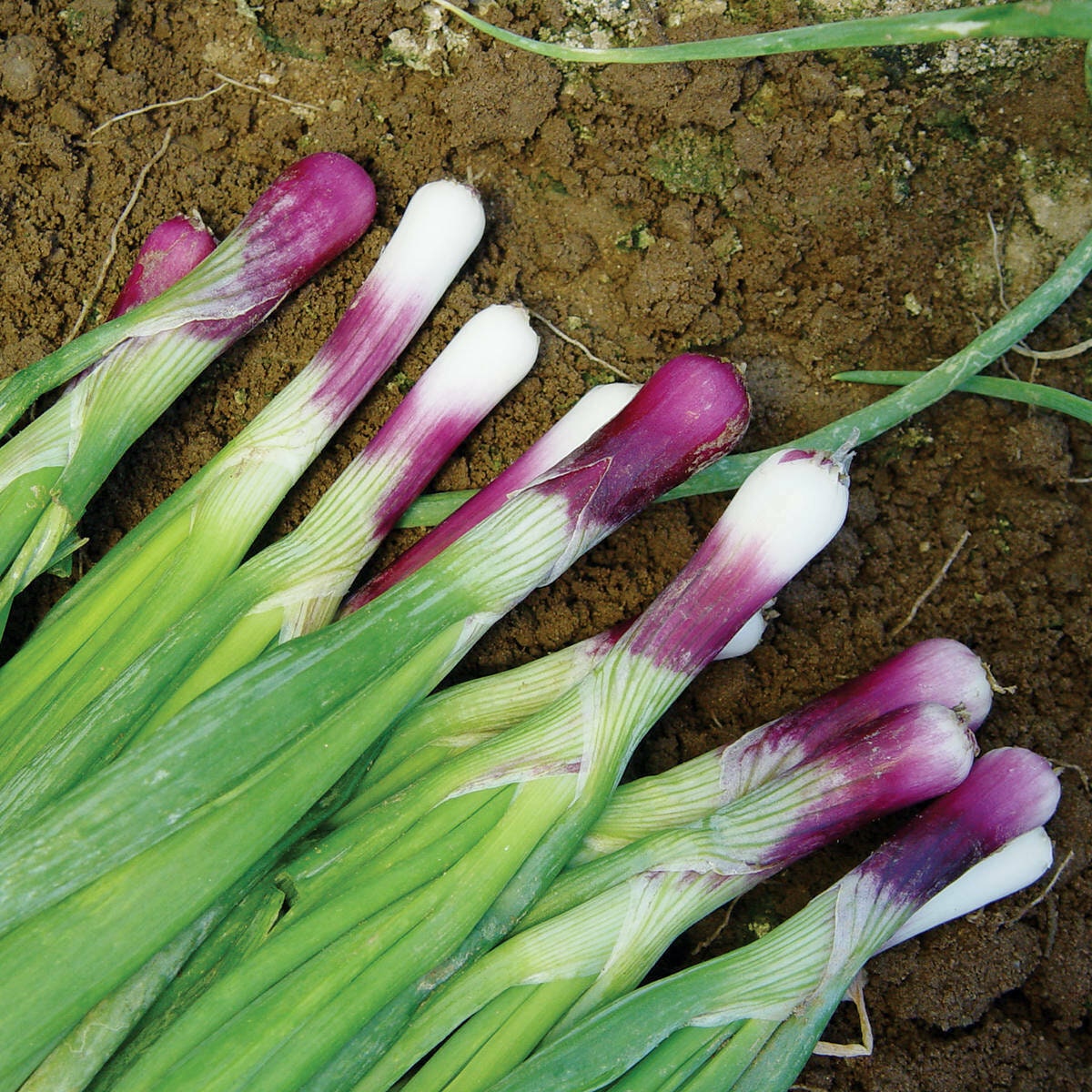 Red Bunching Onion Scallion Seed Pack Non-GMO, With Tracking, Allium Fistulosum