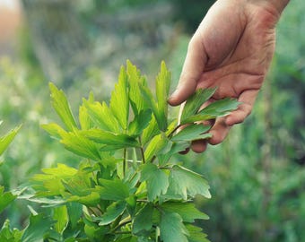 May include: A hand reaches out to touch a cluster of green lovage leaves.
