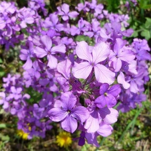 Flower Seeds Free Shipping - Etsy