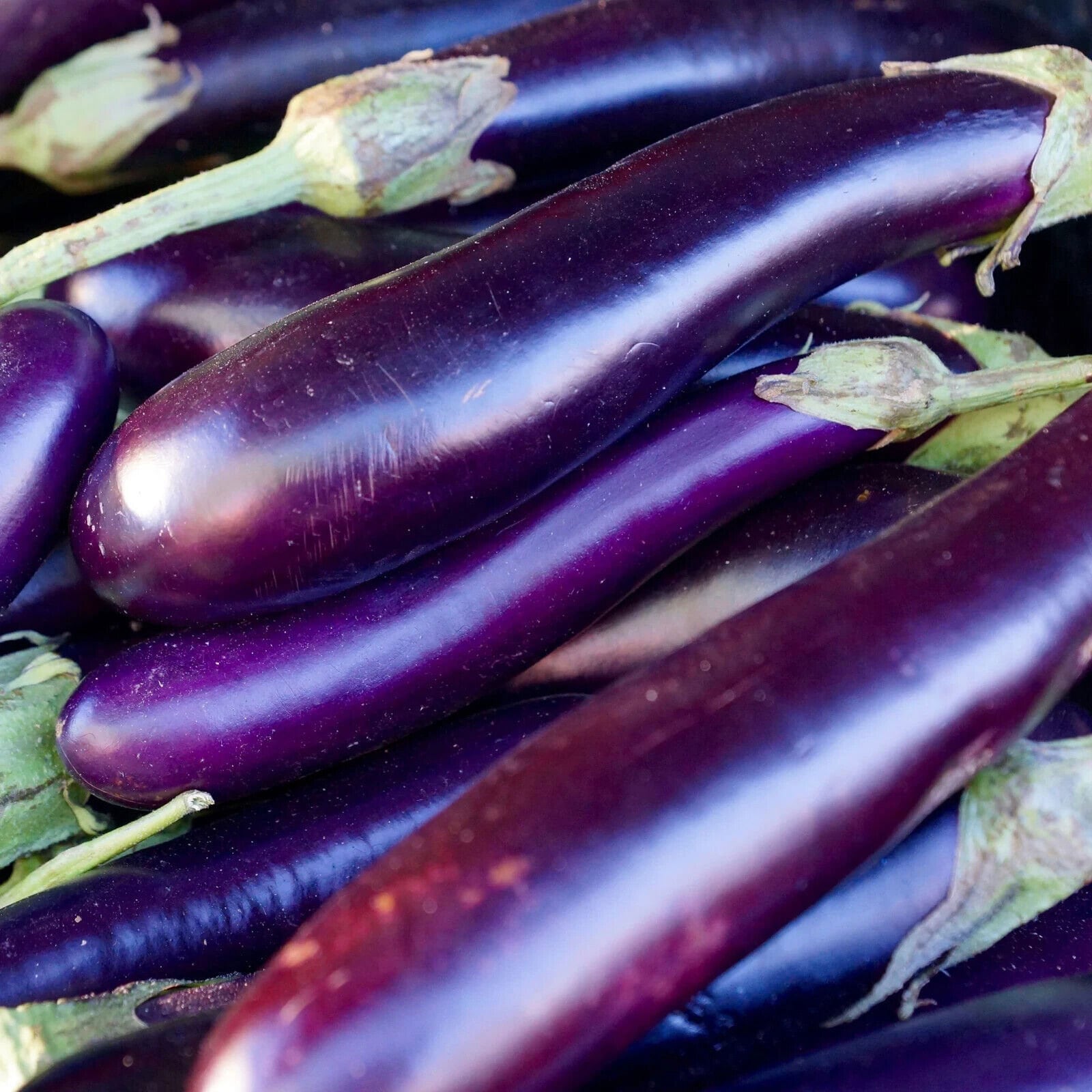 Long Purple Eggplant Seeds, Heirloom Non-GMO Variety, Tracking Included