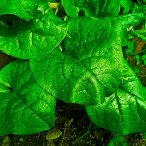 Green Malabar Spinach Seeds, Non-GMO, Basella Ruba, Specialty Green Seeds, Tracking Included