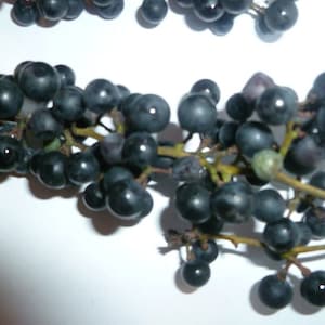 25 Wild Grape Seeds Organic Vitis aestivalis  Free Shipping