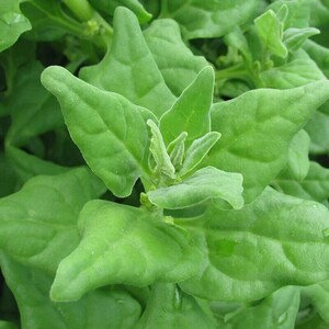 100 New Zealand Spinach Seeds Non-GMO Free Shipping