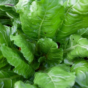 May include: Close-up of vibrant green leafy vegetables, possibly chard or spinach, with prominent white veins. The leaves are broad, textured, and appear fresh, suggesting a healthy garden harvest. The image is well-lit, highlighting the natural colors.