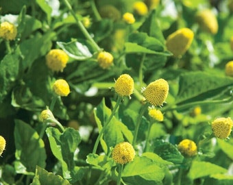 250 Paracress Seeds - Medicinal Herb - Aka Toothache Plant Free Shipping