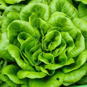 Butterhead Lettuce Seeds, Non-GMO, Tracking Included, Heirloom Vegetable Seeds